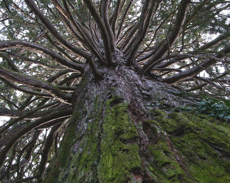Sequoiadendron giganteum / Sequoia gigante
